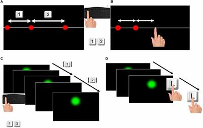 The impact of early aging on visual perception of space and time